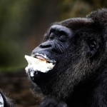 Már enni éves a világ legidősebb gorillája