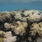 Gigaösszeg – így menekülhet meg a Nagy-korallzátony