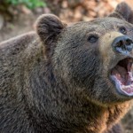 Medve mászkál Hevesben: rettegnek az emberek