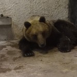 Eddig tartott – túljárt elengedői eszén a kóborló medve