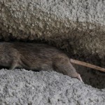 Patkányok lepték el a békásmegyeri panelek környékét
