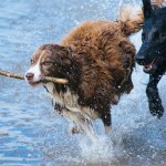 Életveszélyes “kutyameleg”: a hőguta akár perceken végezhet a kiskedvencünkkel