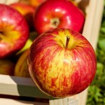 Tovább gyűrűzik a hazai almabotrány