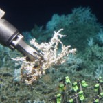 Több ezer éves korallzátonyt fedeztek fel az Atlanti-óceán mélyén