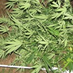Kábítószer-ültetvényre bukkantak Komárom-Esztergom megyében